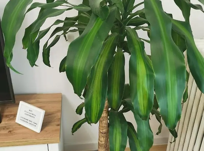 Black And White بوخارست